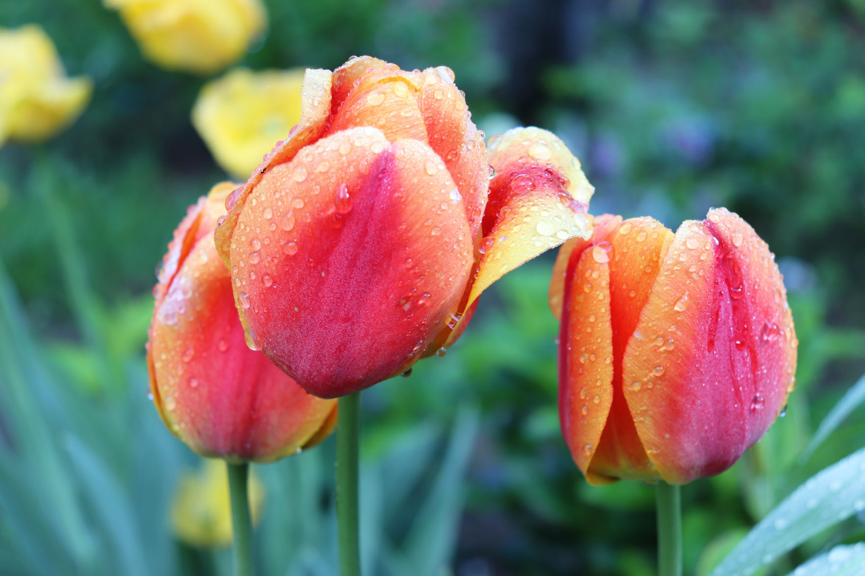 Apeldoorn Darwin tulip